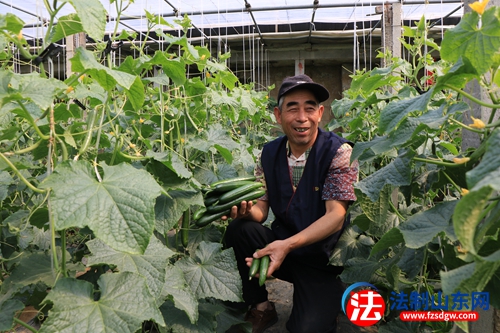 高峰头镇于福山：二亩春黄瓜  挣了一万八