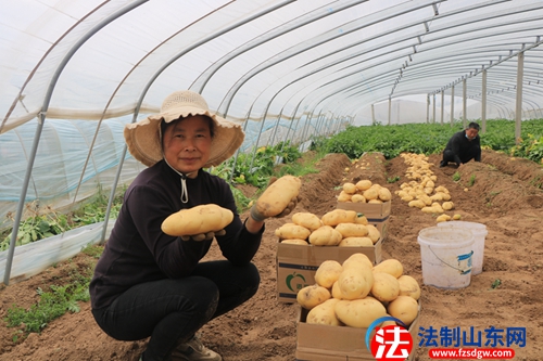 郯城县高峰头镇：高头土豆大量上市  优质蔬菜期盼销路